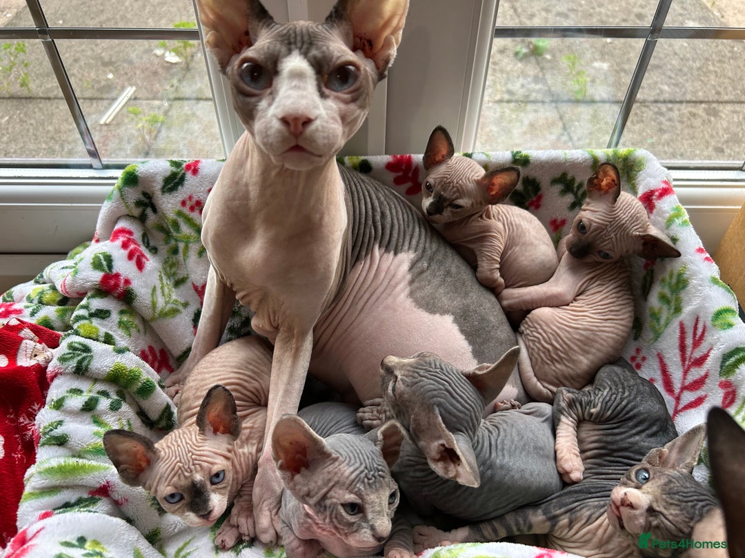Sphynx cats for sale: Beautiful lot of Sphynx kittens from family pets - Image 4