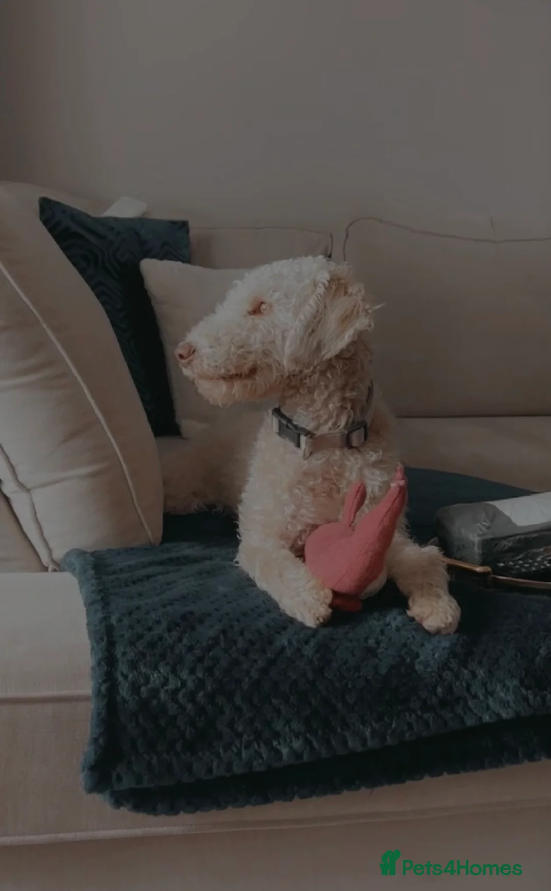 Bedlington Terrier dogs for stud: Liver Bedlington terrier for stud. in Darlington - Advert 3