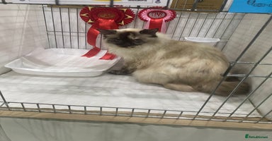 Ragdoll cats - Advert 4