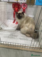 Ragdoll cats - Advert 2