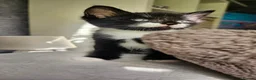 Mixed Breed cats for sale: Three playfull kittens looking for forever homes. - Advert 3