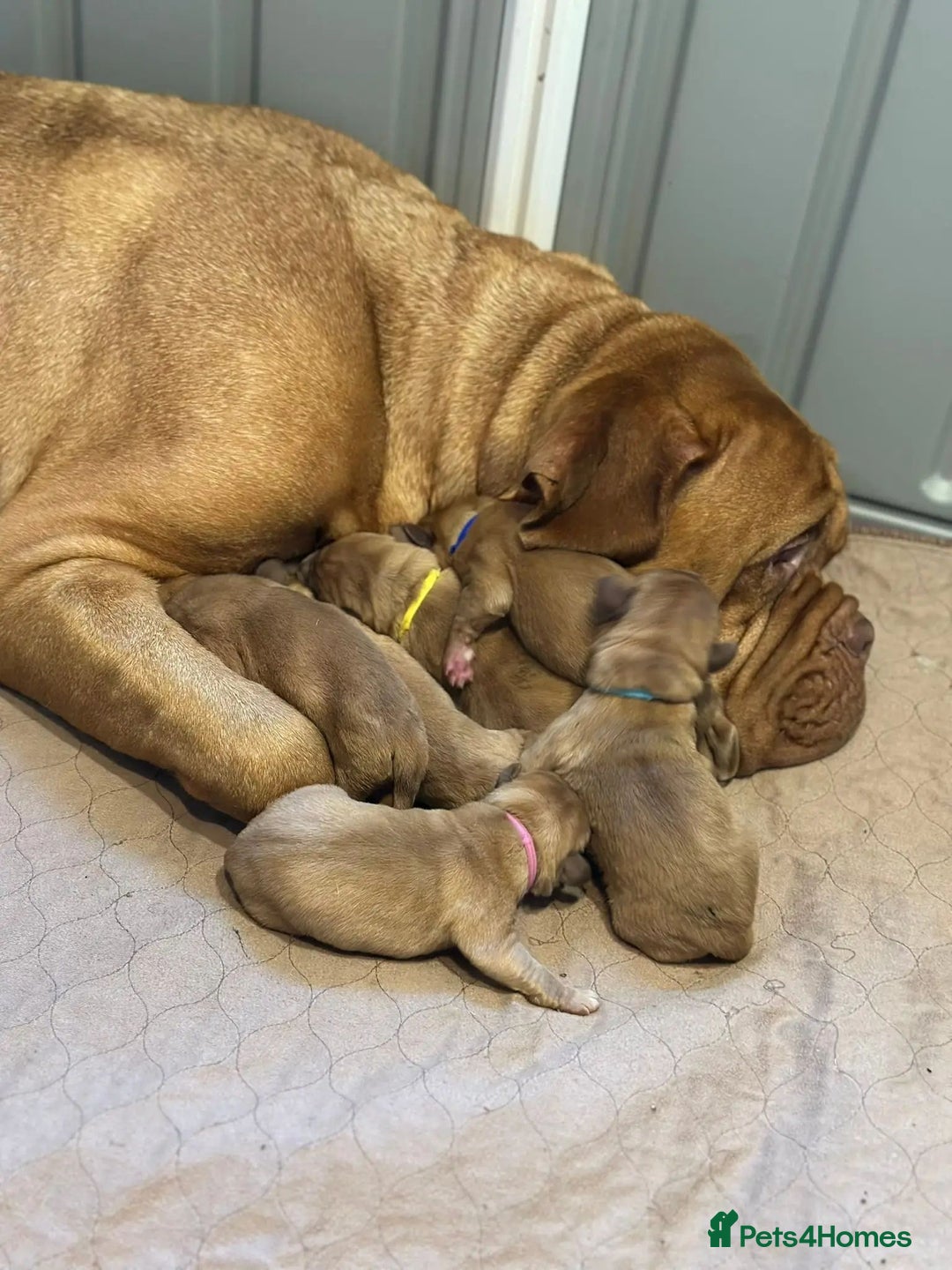 Dogue De Bordeaux dogs for sale: Perfect Dogue de Bordeaux puppies for sale. - Advert 7