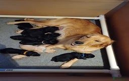 Goldendoodle dogs for sale: 3/4Golden 1/4Doodles 😃 black and gold - Image 8