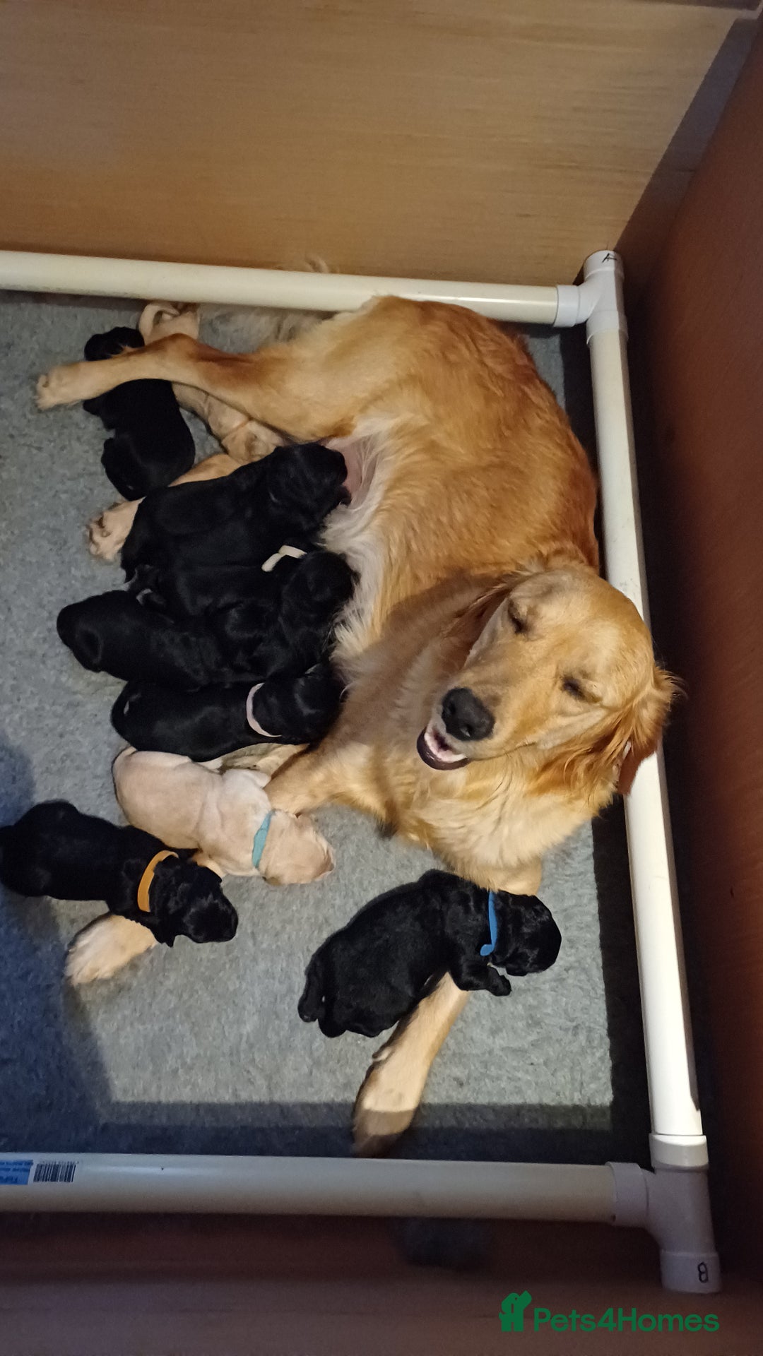 Goldendoodle dogs for sale: 3/4Golden 1/4Doodles 😃 black and gold - Image 8
