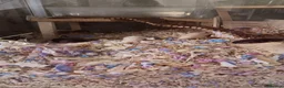 Hamster rodents for sale: Beautiful Syrian hamster babies - Advert 6