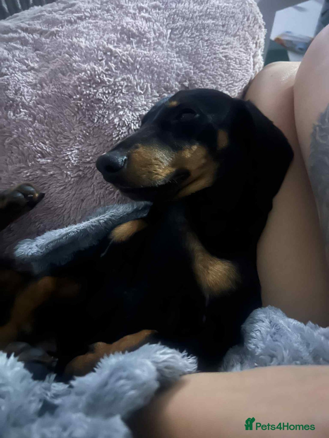 Dachshund dogs for sale: Dachshund  - Image 7