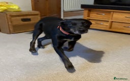 Mixed Breed dogs for sale: Kelpie cross huntaway pups - Image 1