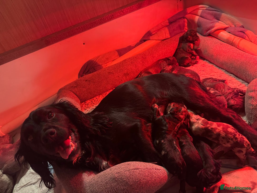 Cocker Spaniel dogs for sale: Merle cocker spaniels  - Image 31