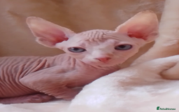 Sphynx cats for sale: Beautiful Sphinx available  - Image 14