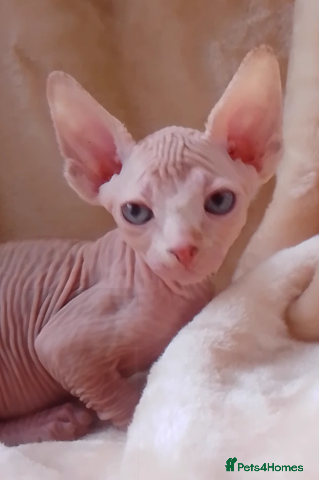 Sphynx cats for sale: Beautiful Sphinx available  - Image 14