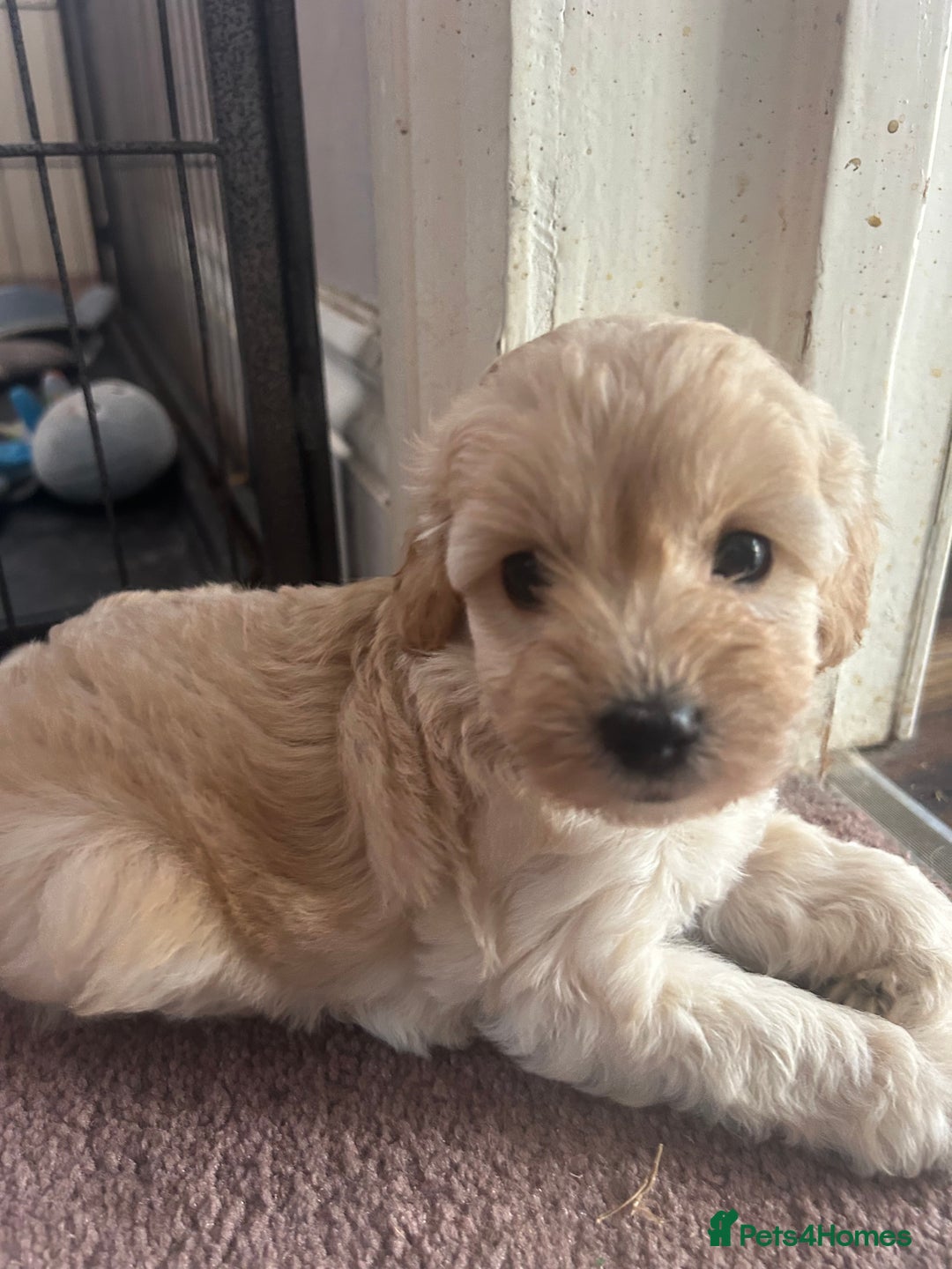 Cockapoo dogs for sale: cockapoo babies  - Image 4