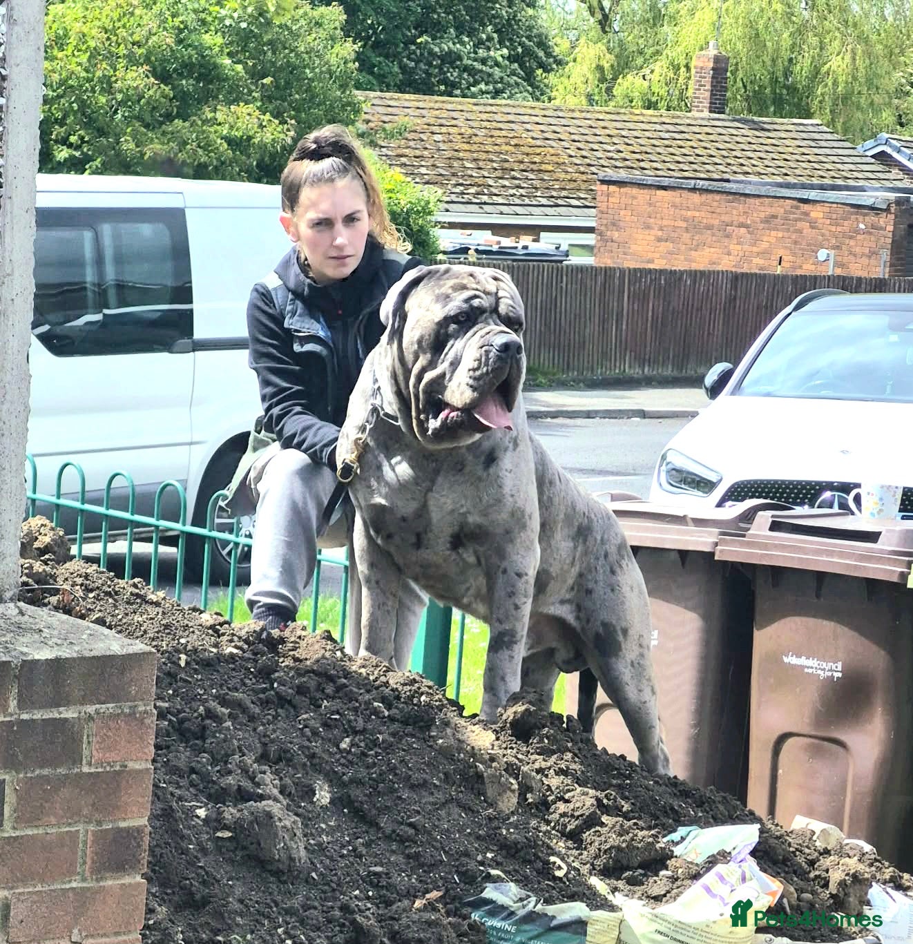 Cane Corso dogs ❌️Stud❌️ - Advert 2
