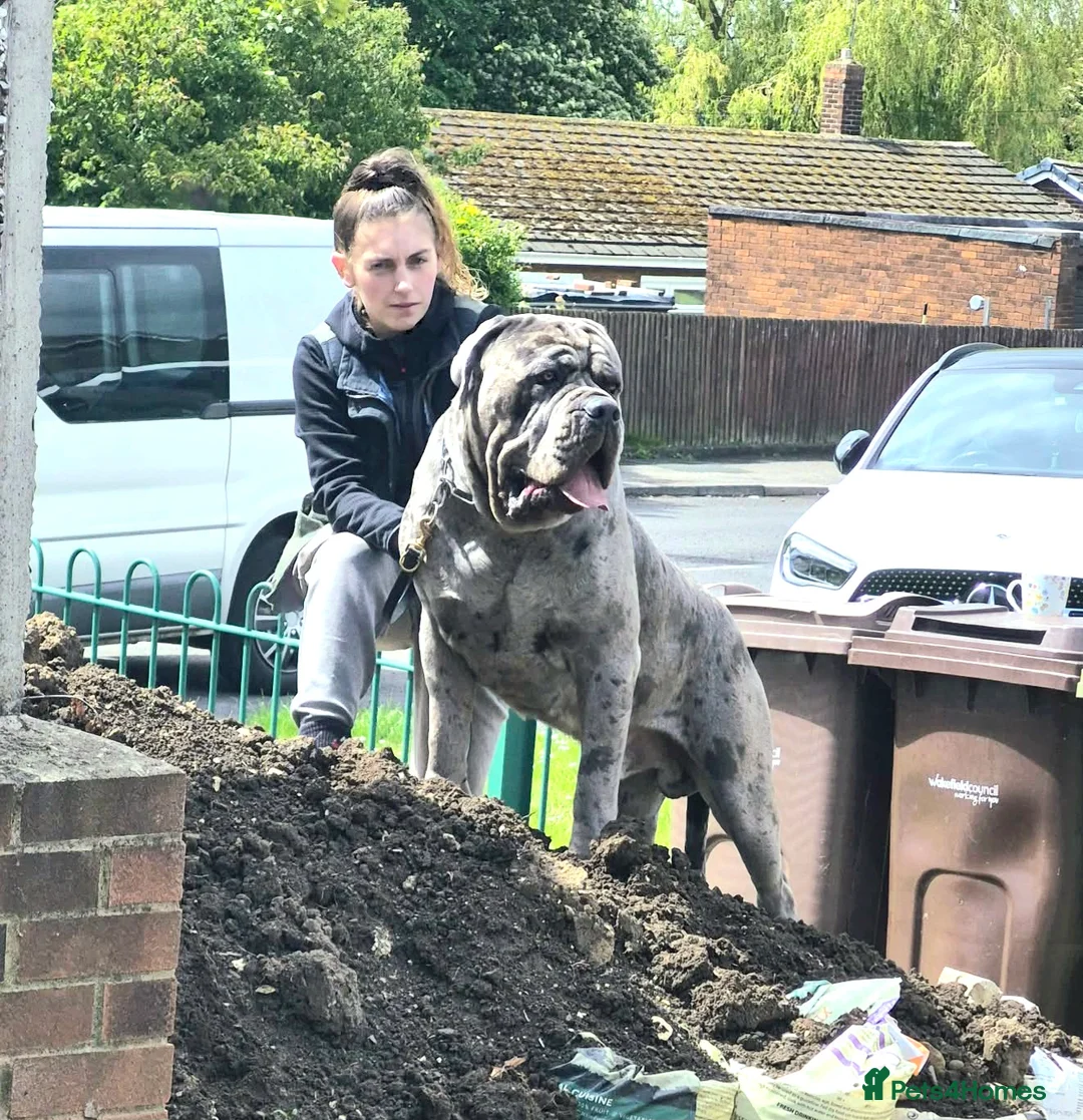 Cane Corso dogs for stud: ❌️Stud❌️ - Advert 1