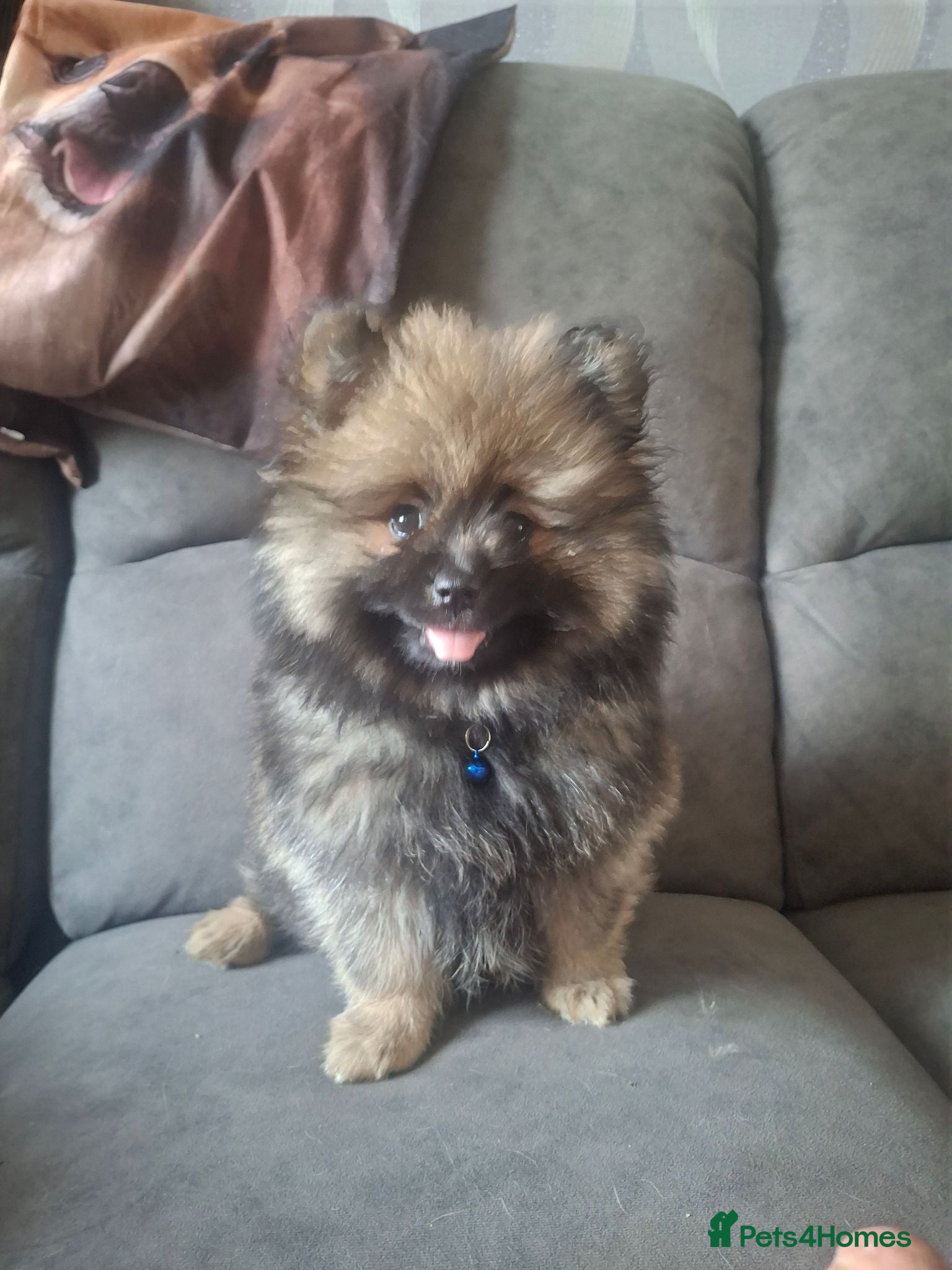 Pomeranian dogs 🌟Ready now!!last boy left🥰 - Advert 2