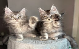 Maine Coon cats for sale: Russian Line maine coon kittens  in Market Rasen - Image 2