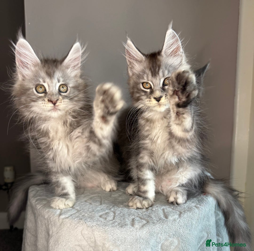 Maine Coon cats for sale: Russian Line maine coon kittens  in Market Rasen - Image 2