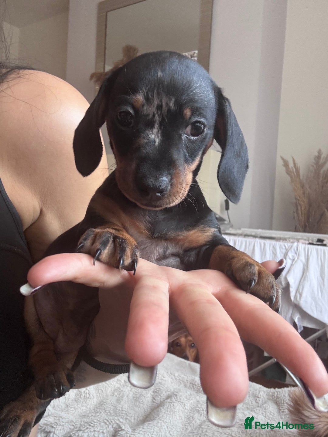 Miniature Dachshund dogs for sale: Kc reg miniature dachshund  - Image 11