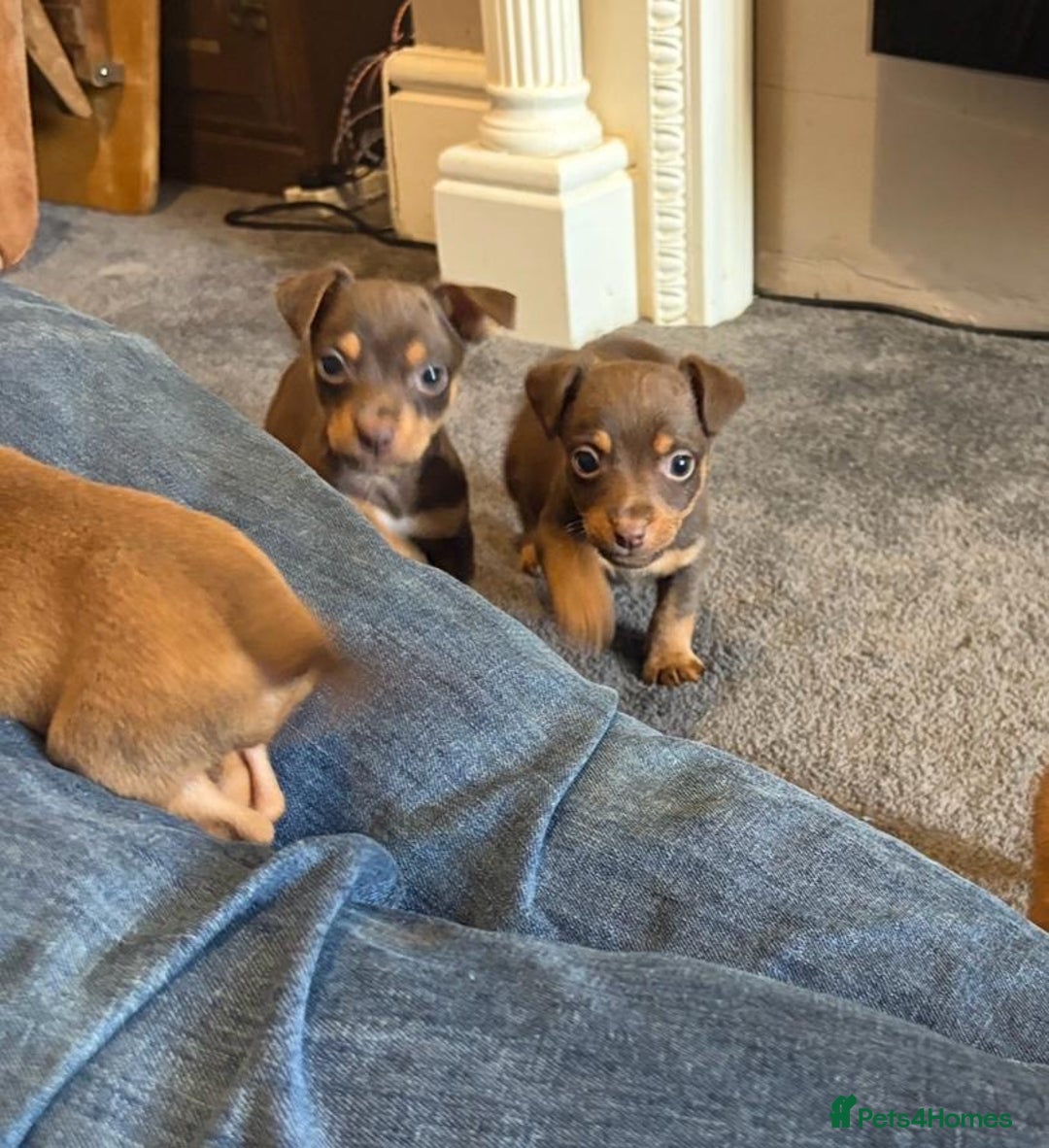Jack Russell dogs for sale: Beautiful miniature jack russell puppies  - Image 2