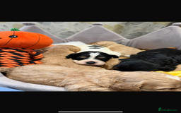 Cavapoo dogs for sale: Cavapoo F1 puppies some stunning colours - Image 1