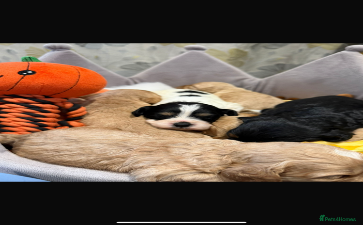 Cavapoo dogs - Advert 1