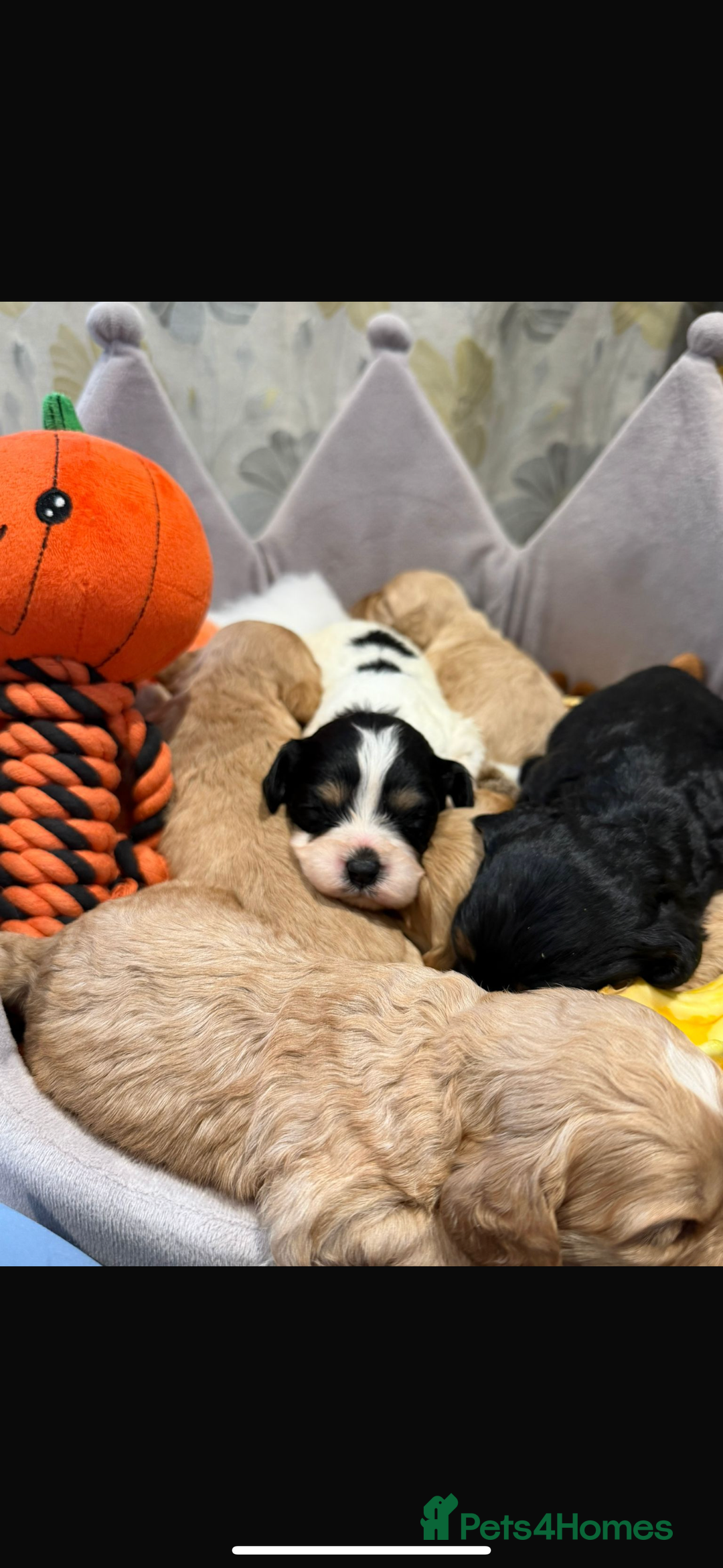 Cavapoo dogs for sale: Cavapoo F1 puppies some stunning colours - Image 1