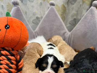 Cavapoo dogs - Advert 23