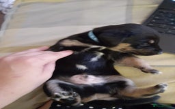 Mixed Breed dogs for sale: Dusky - Advert 9