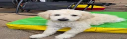 Goldendoodle dogs for sale: 🐾 Goldendoodle Puppies ready for forever homes 🐾 - Advert 8