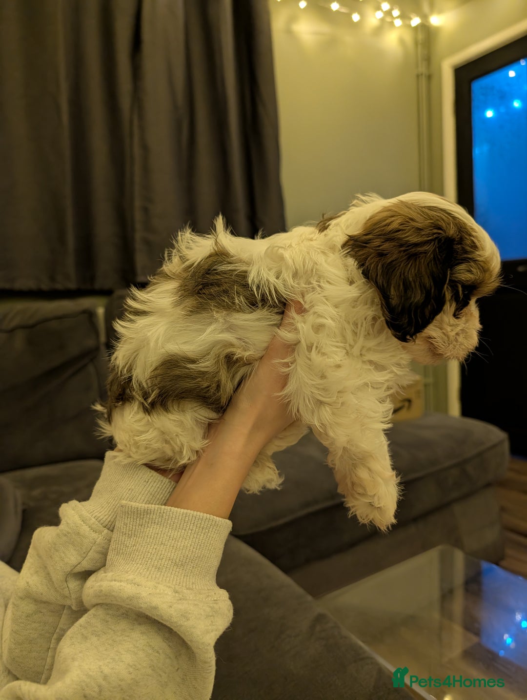Mixed Breed dogs for sale: Beautiful cross Shih Tzu puppies  - Advert 8