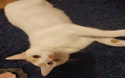 American Shorthair cats for sale: Boy cat in Slough - Image 1