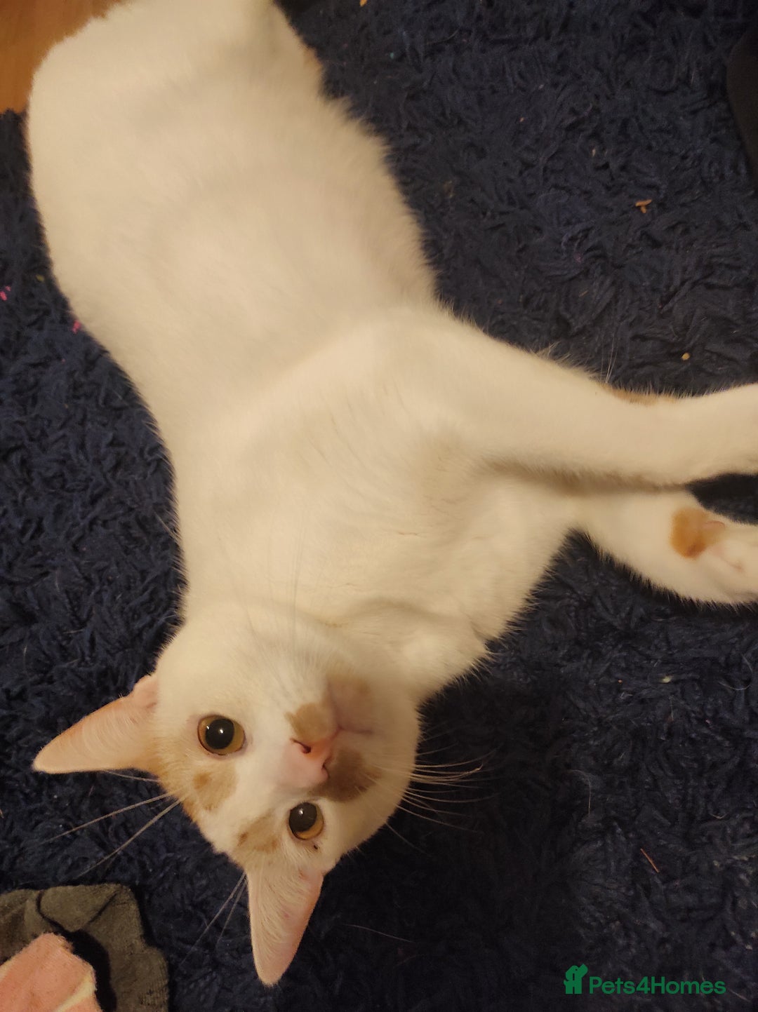 American Shorthair cats for sale: Boy cat in Slough - Image 1