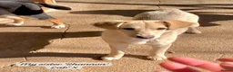 Mixed Breed dogs for adoption: Shauna, 6 months approx. Available for adoption. in Brixham - Advert 5