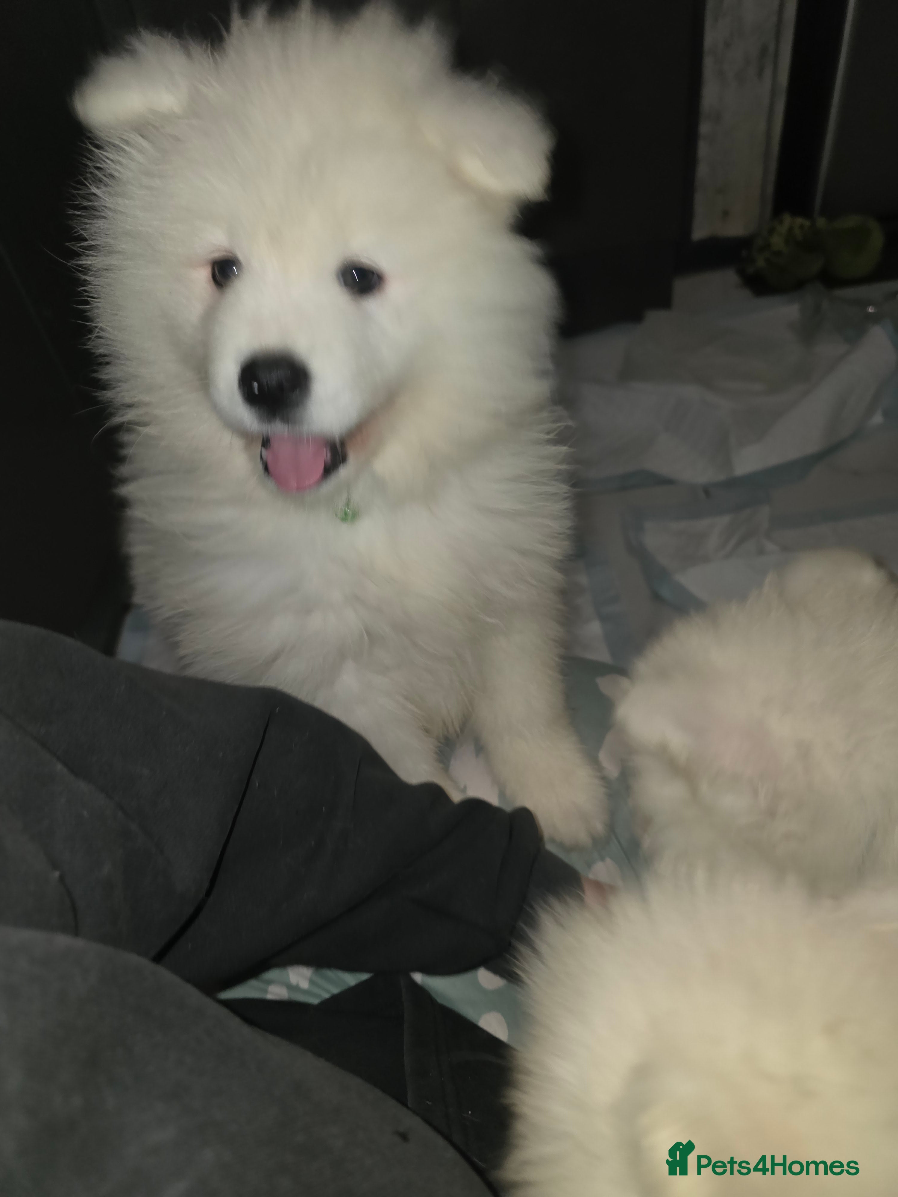 Samoyed dogs 6 samoyed girls left  - Advert 10