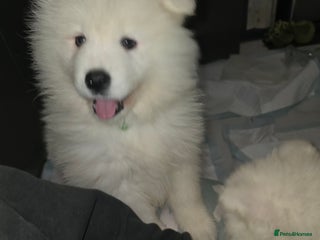 Samoyed dogs 6 samoyed girls left - Advert 10