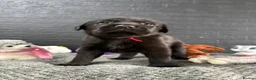 Mixed Breed dogs for sale: 🐾 GORGEOUS LABRADOR ×PRESA CANARIO PUPPIES 🐾 - Advert 14