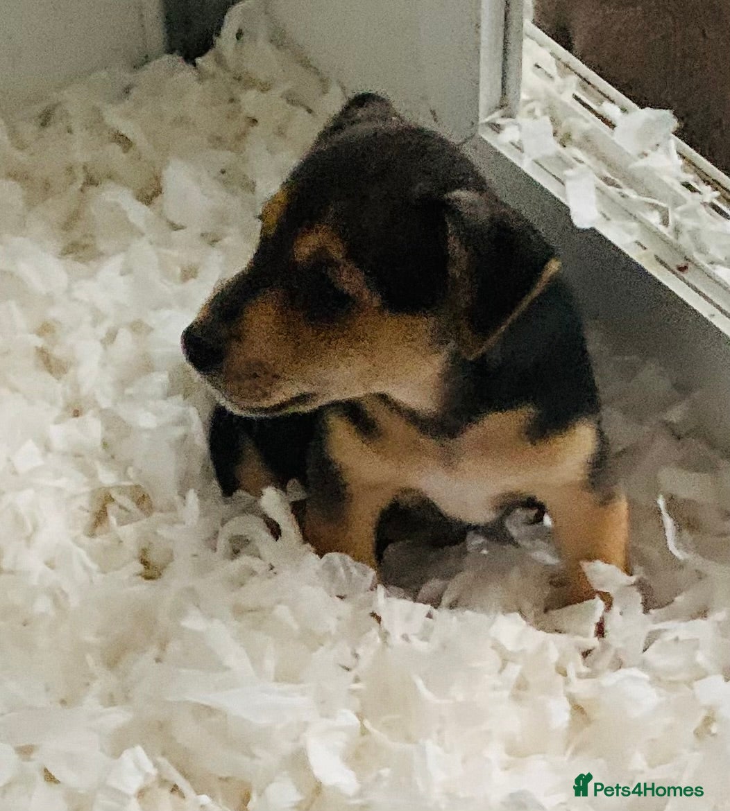 Jack Russell dogs for sale: Fabulous Jack Russell puppies  - Advert 13