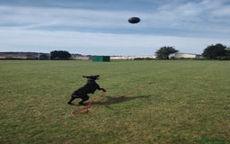 Dobermann dogs for sale: 4 year old Male Doberman looking for forever home - Image 20