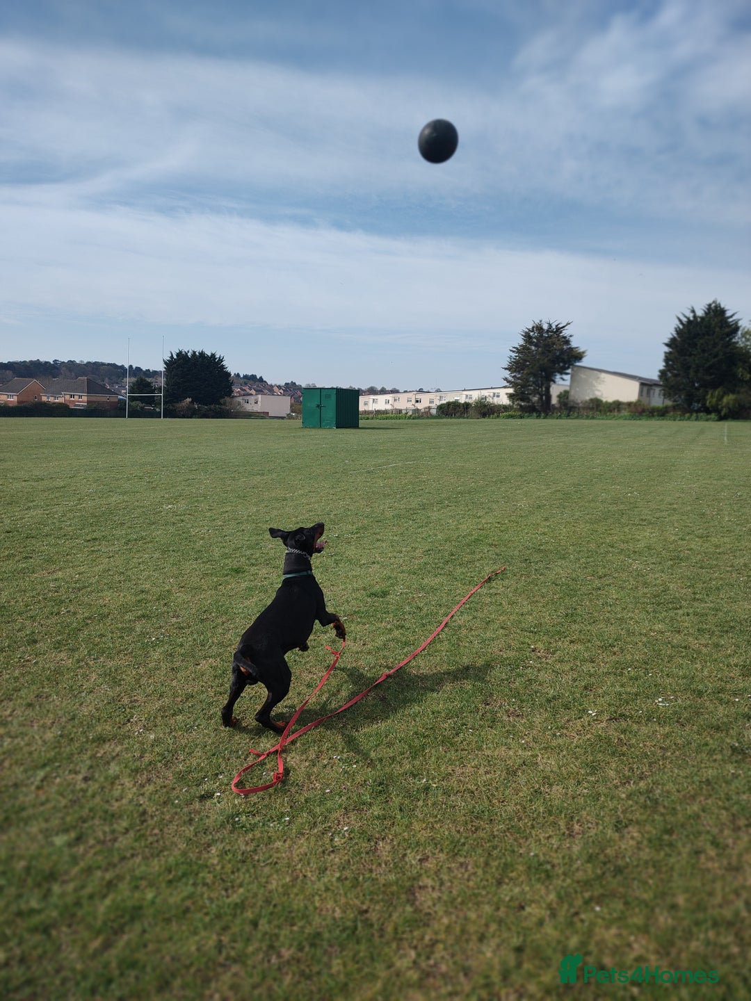 Dobermann dogs for sale: 4 year old Male Doberman looking for forever home - Image 20