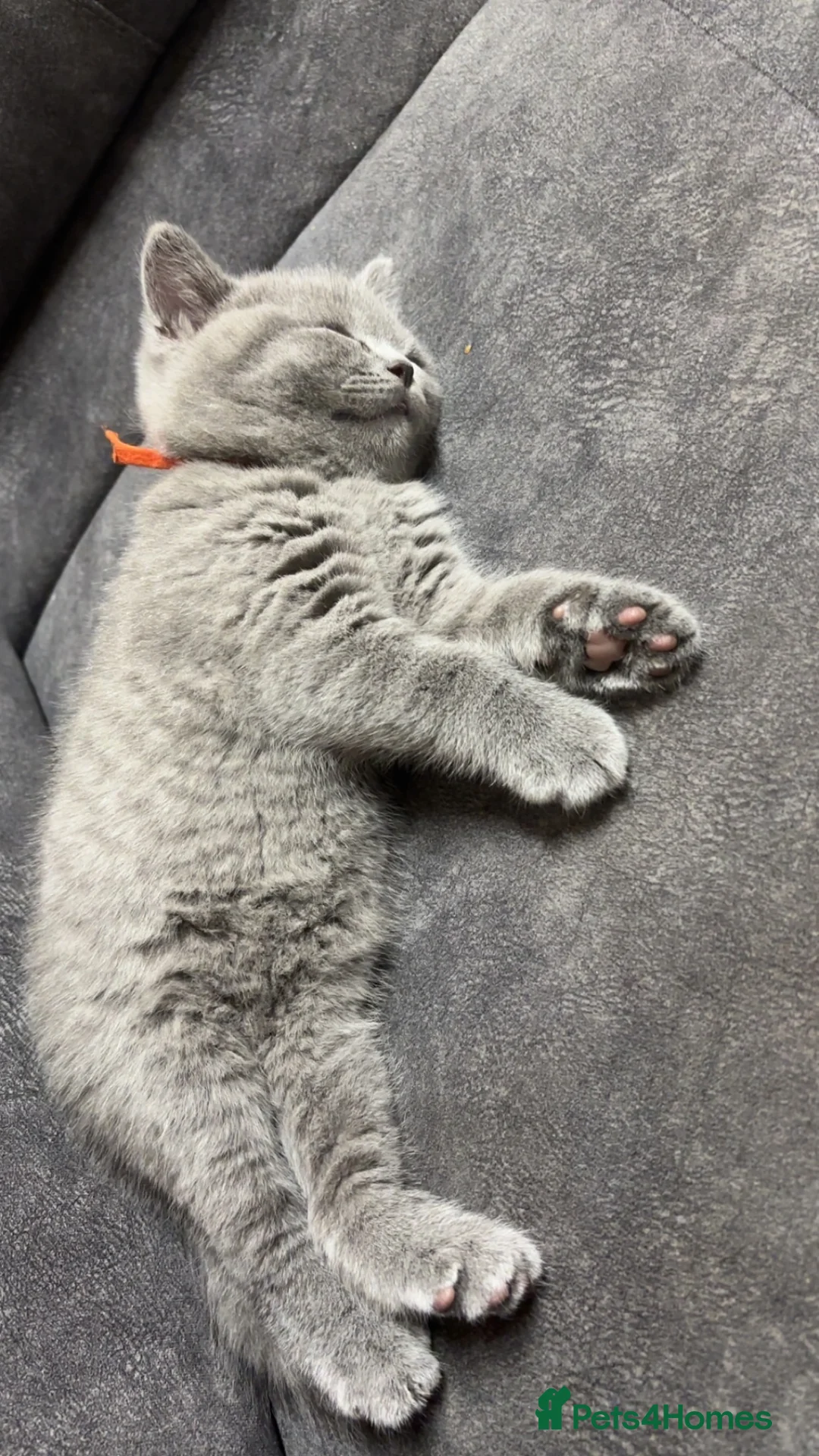 British Shorthair cats for sale: Blue British Shorthair kittens  - Advert 2
