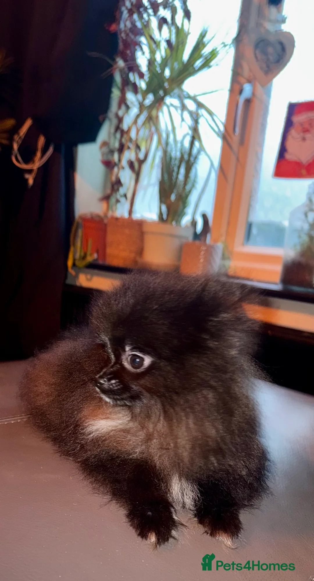 Pomeranian dogs for sale: 2 sweet tiny boys! - Advert 8