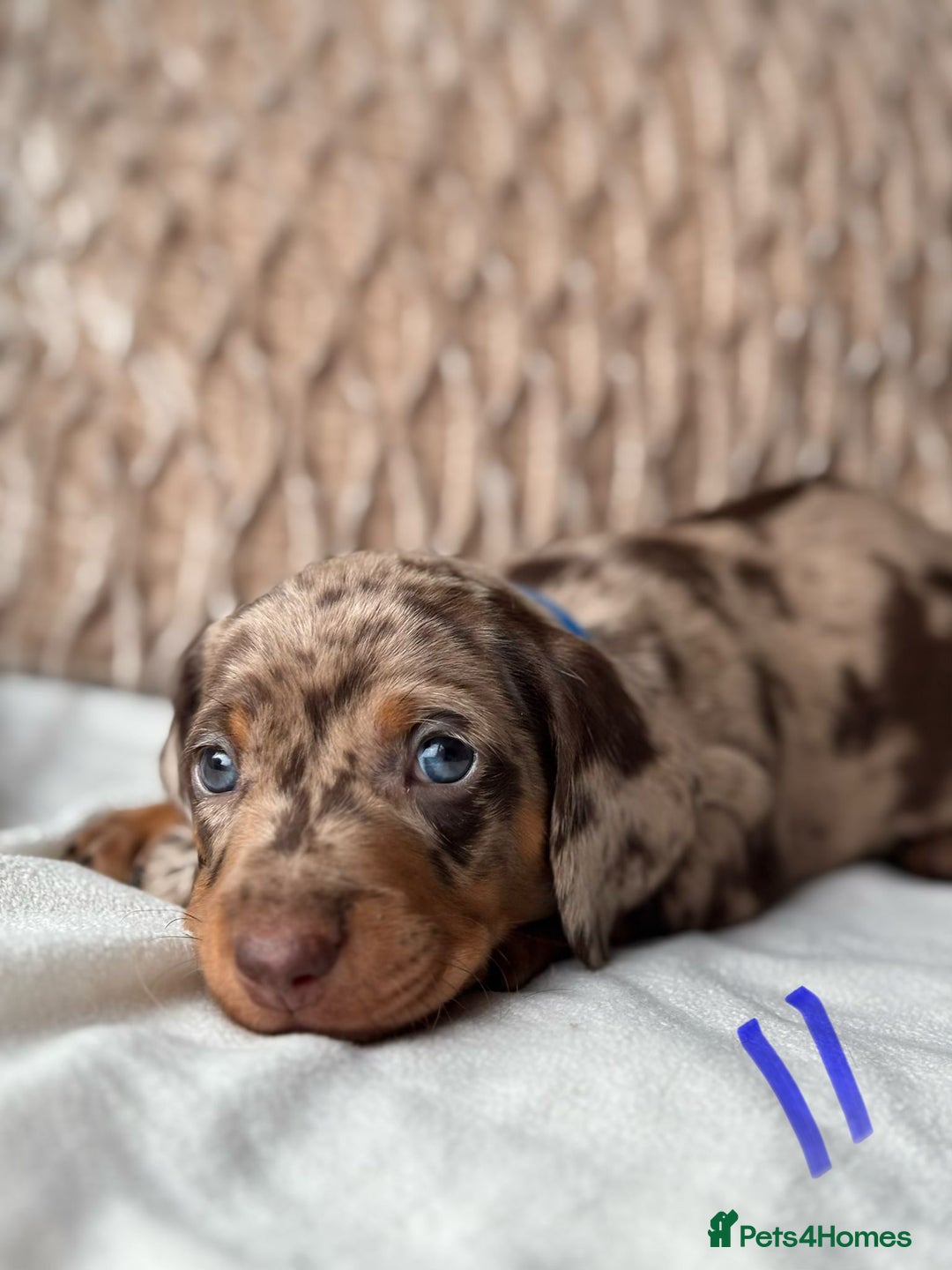 Miniature Dachshund dogs for sale: For Sale Adorable Miniature Dachshund puppies - Advert 15