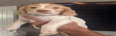 Cocker Spaniel 2