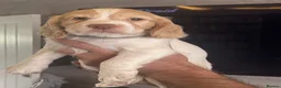 Cocker Spaniel dogs for sale: Red and Lemon & White Working Cocker Spaniels - Advert 16