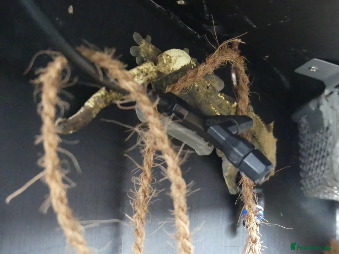 Gecko reptiles for sale: Crested Geckos with bioactive terrarium - Advert 7