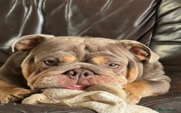 English Bulldog dogs for sale: BRITISH BULLDOG 2.5 years old. - Image 1