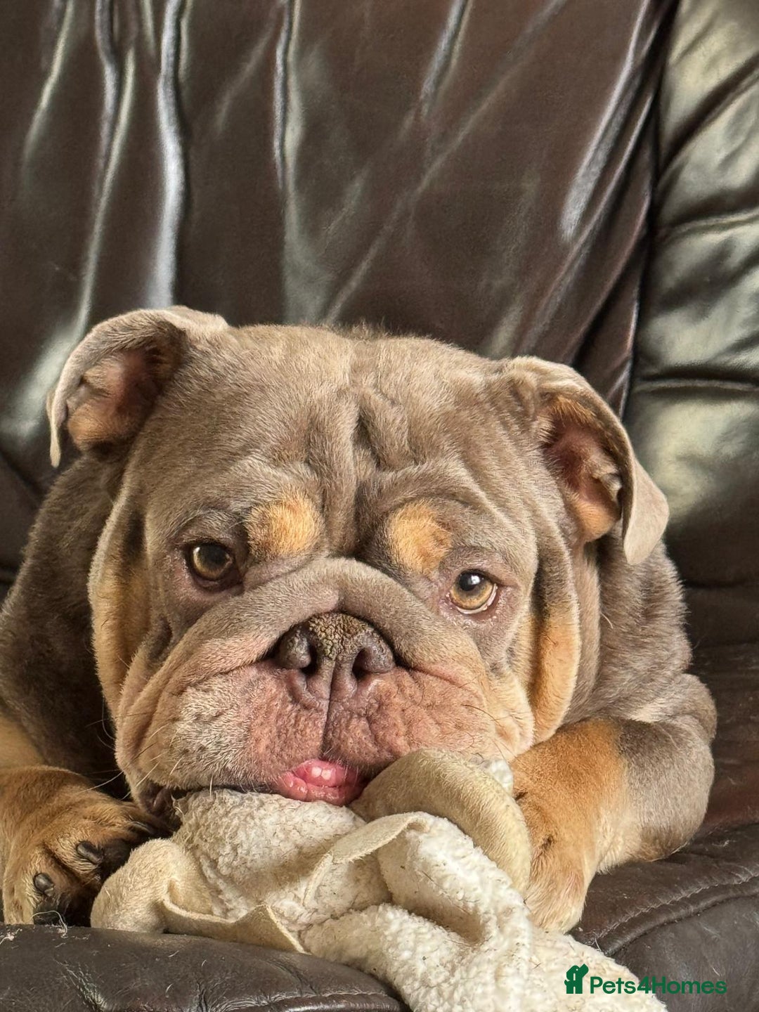 English Bulldog dogs for sale: BRITISH BULLDOG 2.5 years old. - Image 1