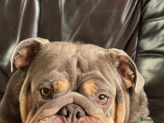 English Bulldog dogs for sale - Advert 1