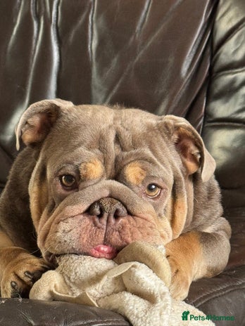 English Bulldog dogs - Advert 1