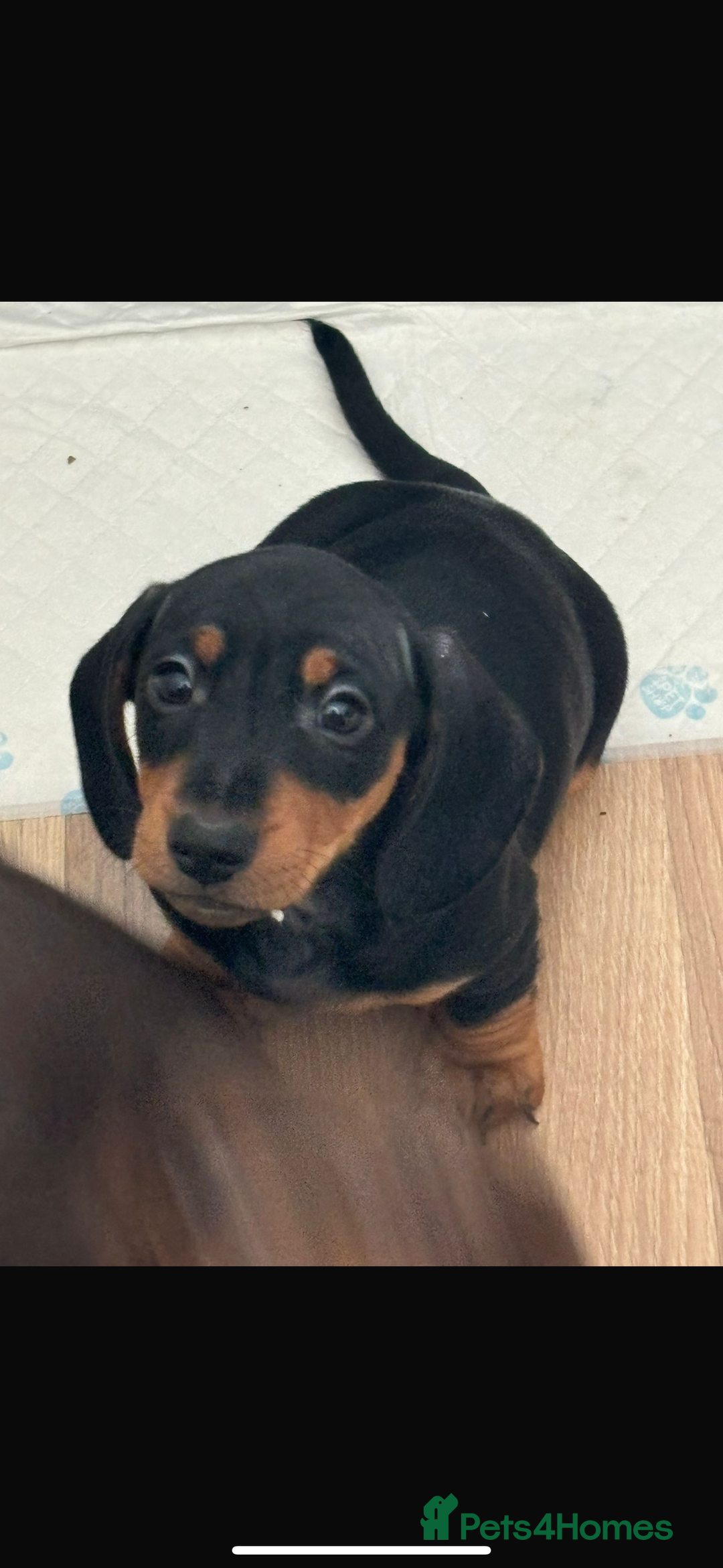 Miniature Dachshund dogs for sale: Miniature Dachshund Boy For Sale 7 Months  - Advert 13
