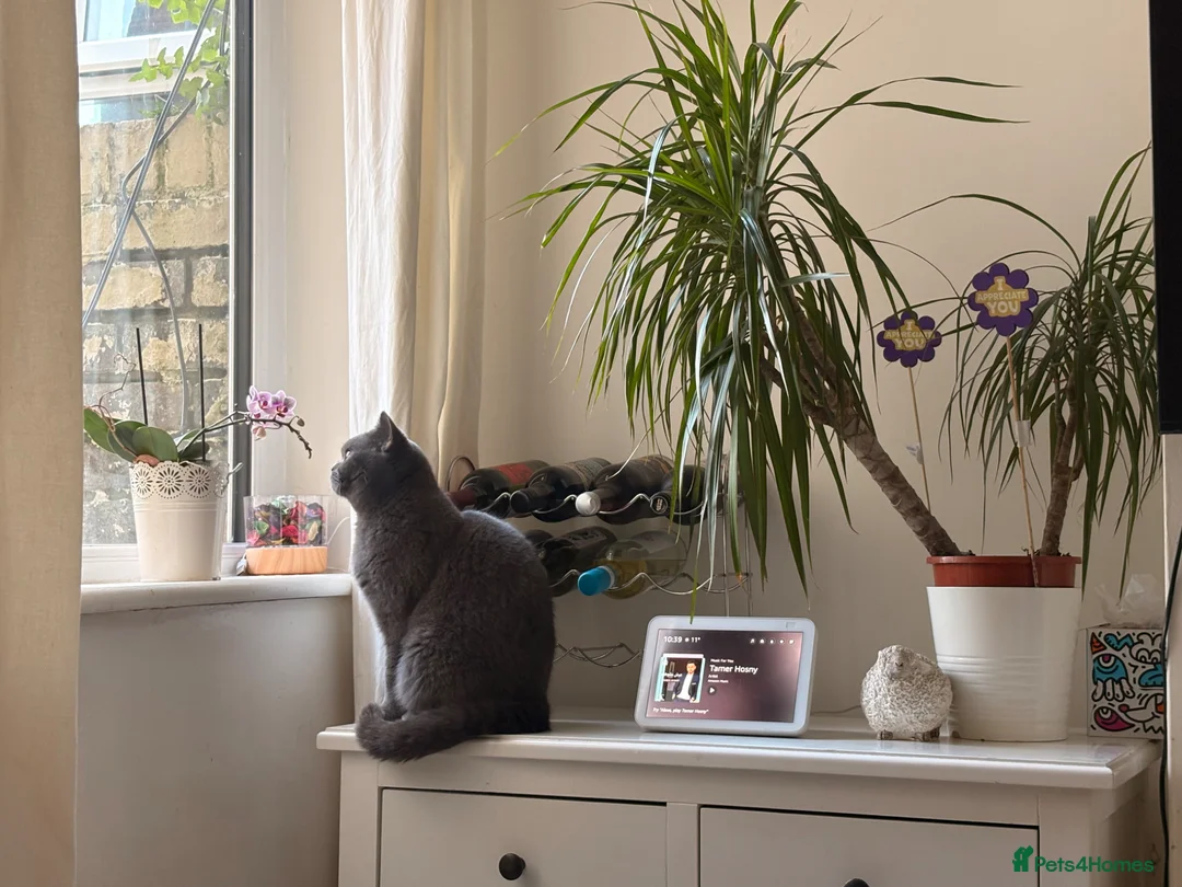 British Shorthair cats for sale: Lovely British  short hair female for sale  in Stoke-on-Trent - Advert 2